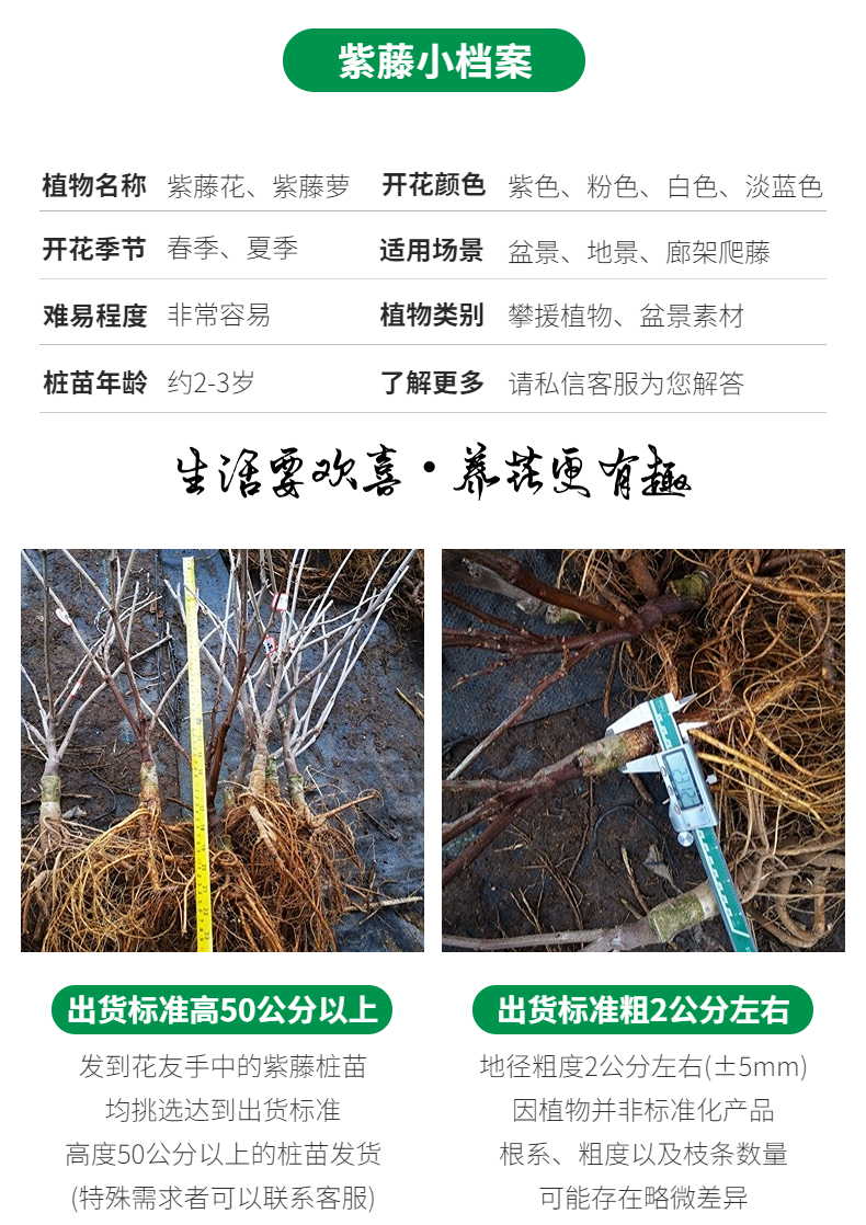 图片[2]-日本粉色紫藤‘阿知藤’2-3年苗-喜悦农夫