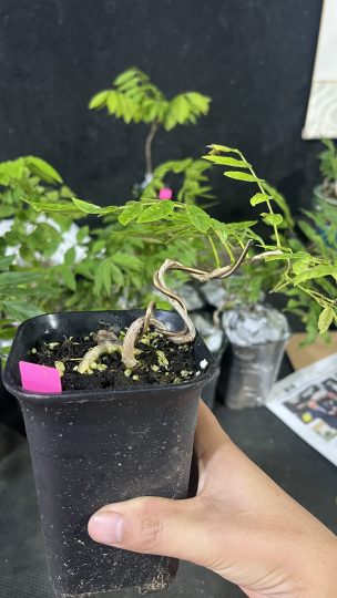 今天刚刚给客户发了几盆原生紫藤童子功盆景素材-喜悦农夫