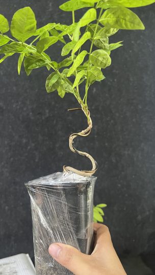 今天刚刚给客户发了几盆原生紫藤童子功盆景素材-喜悦农夫