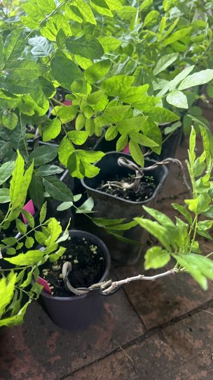 今天刚刚给客户发了几盆原生紫藤童子功盆景素材-喜悦农夫