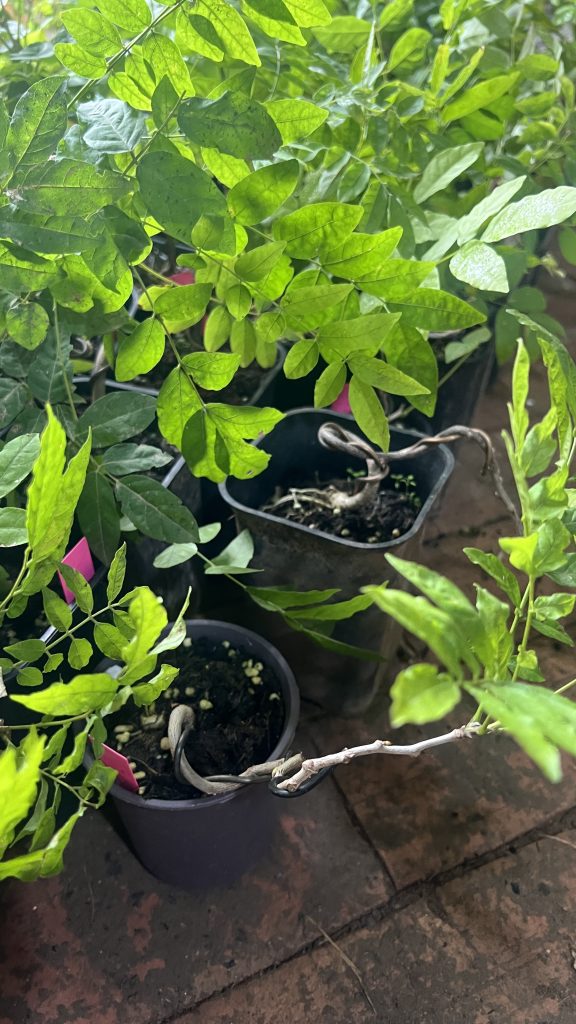 20251008134931652-IMG_1558