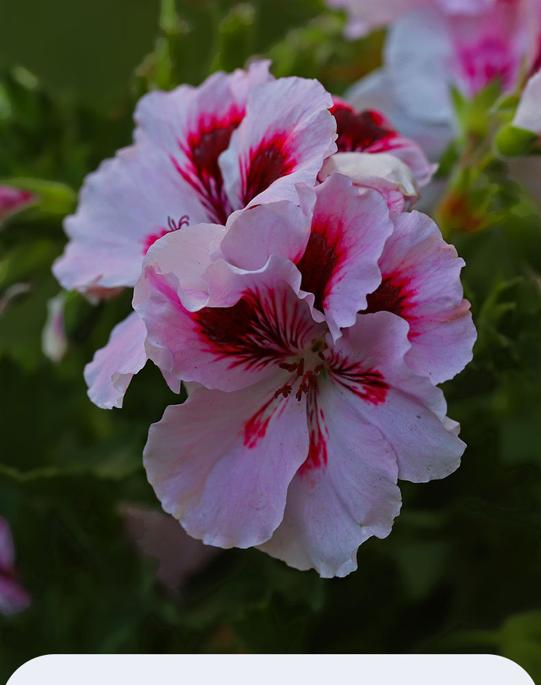 图片[6]-磷酸二氢钾水溶肥-喜悦农夫