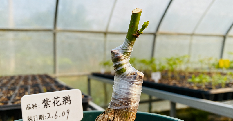 图片[4]-紫藤的繁殖方式介绍-喜悦农夫