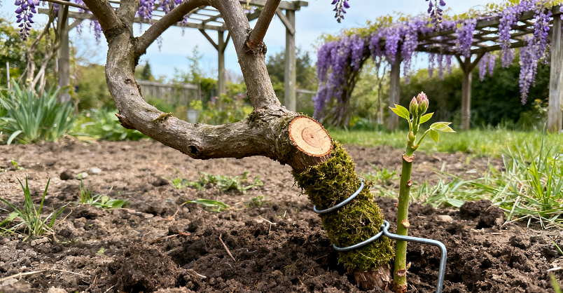 图片[3]-紫藤的繁殖方式介绍-喜悦农夫