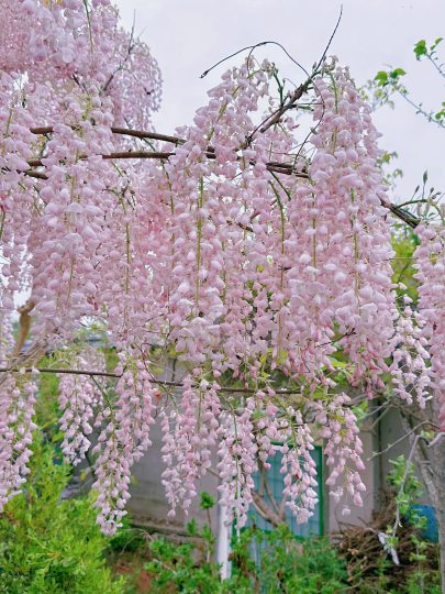 咨询一下这个是什么品种?-喜悦农夫