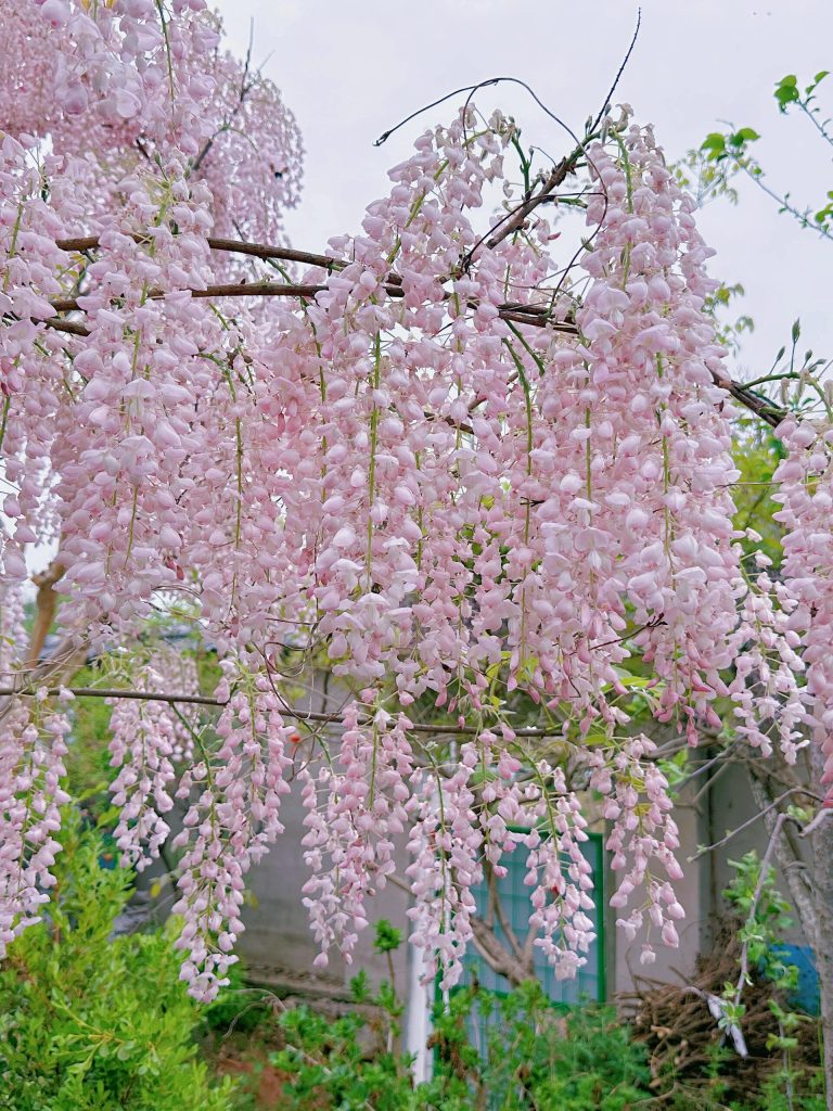 20251008205848318-IMG_1458