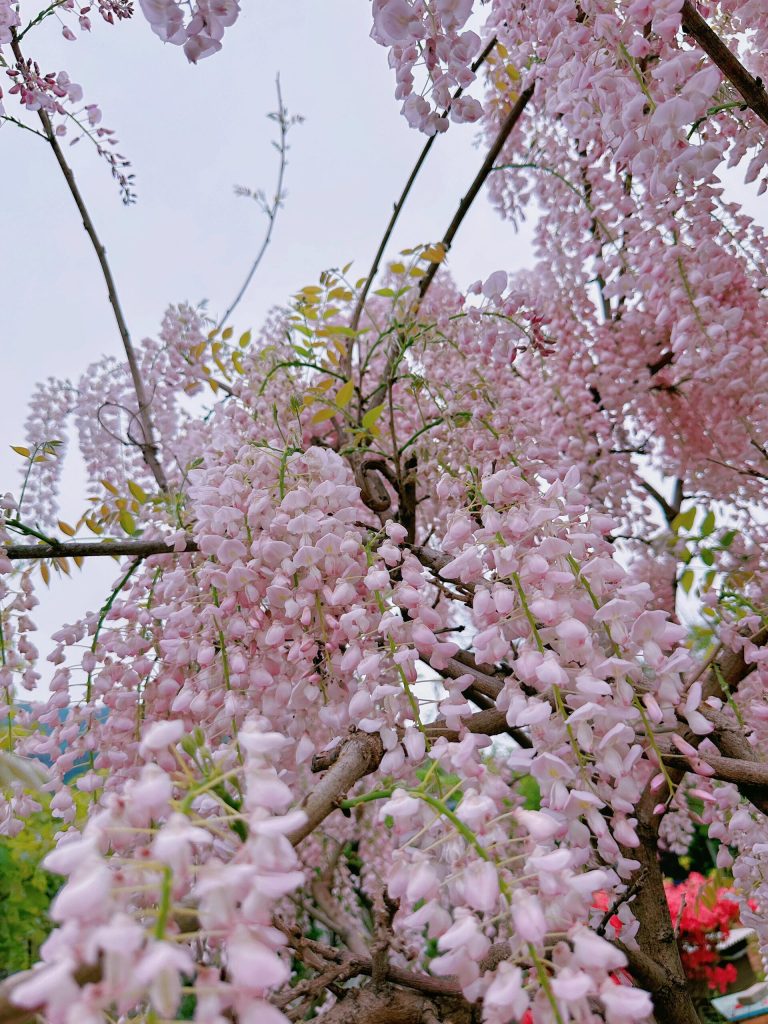 20251008205848994-IMG_1455