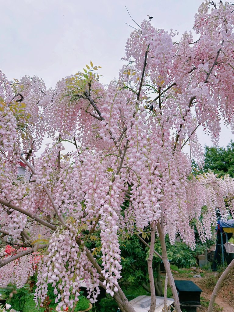 20251008205849173-IMG_1459