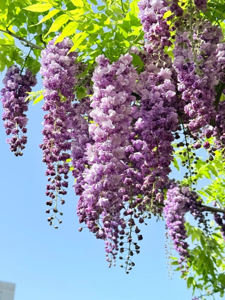 20251010154609331-嘉定紫藤园•紫藤花开，花开浪漫！_1_轻舞飞扬_来自小红书网页版