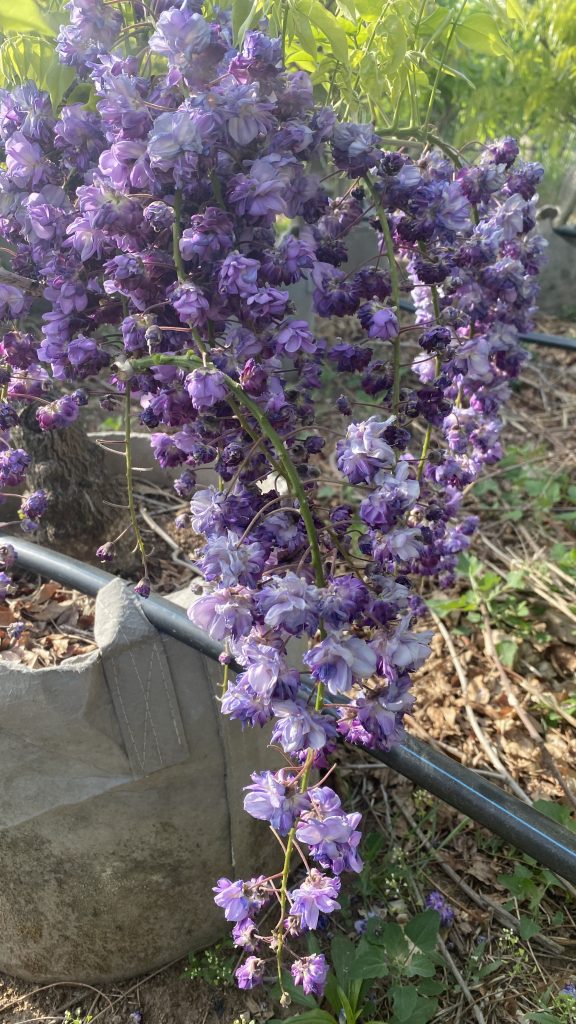 20251010154849465-2024_04_25_07_22_IMG_5247