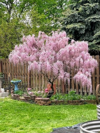 在某书上看到这个粉色的紫藤树太喜欢了-喜悦农夫