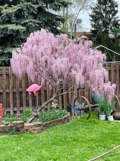 在某书上看到这个粉色的紫藤树太喜欢了-喜悦农夫
