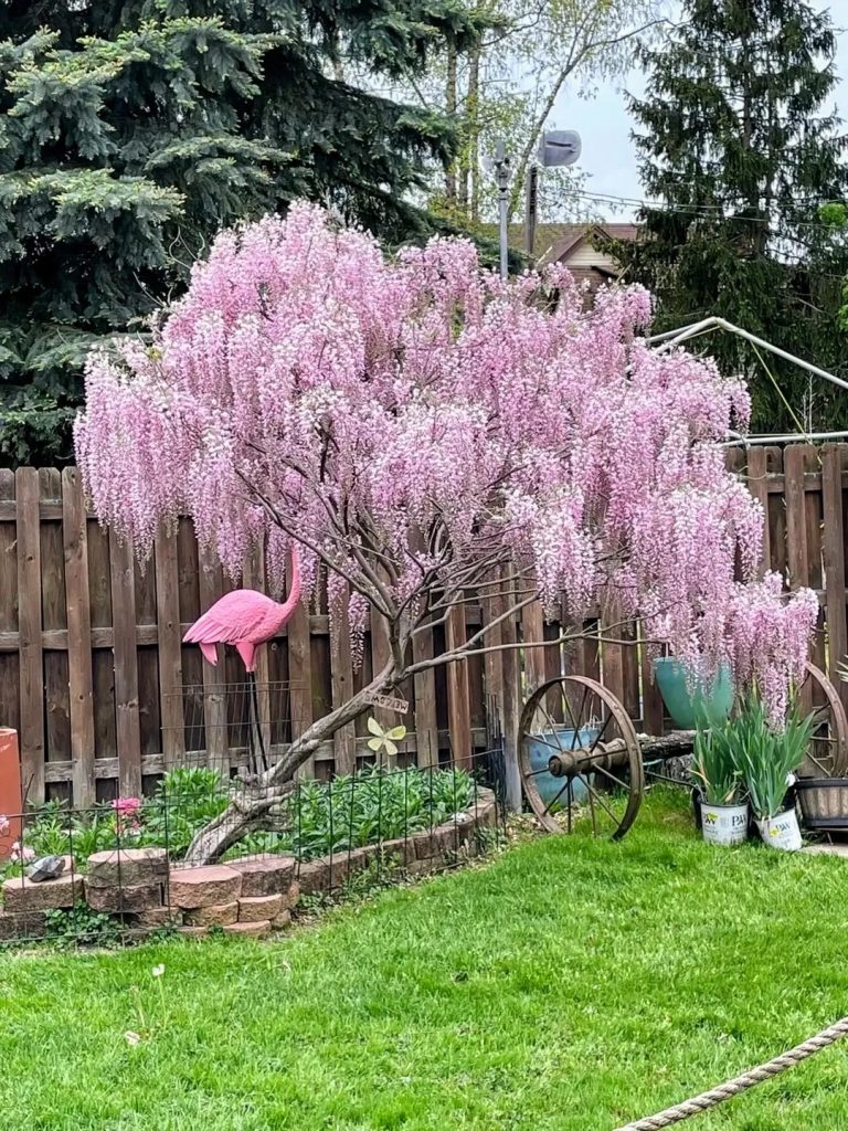 20251010183603245-紫藤养成垂柳_2_心有余而地不足_来自小红书网页版