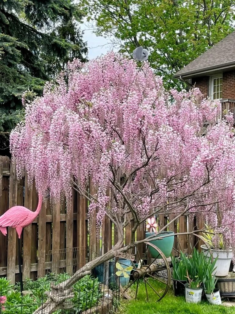 20251010183605982-紫藤养成垂柳_3_心有余而地不足_来自小红书网页版