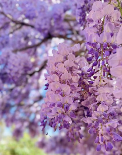 分享两张紫藤开花图-喜悦农夫
