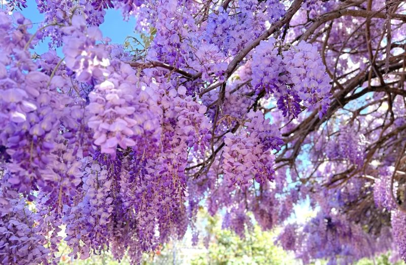 分享两张紫藤开花图-喜悦农夫