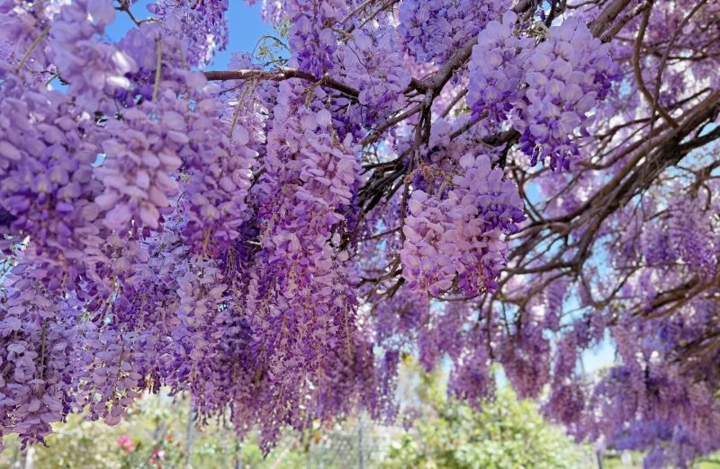 分享两张紫藤开花图-喜悦农夫