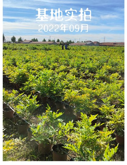 200亩紫藤基地对外寻求合作-喜悦农夫