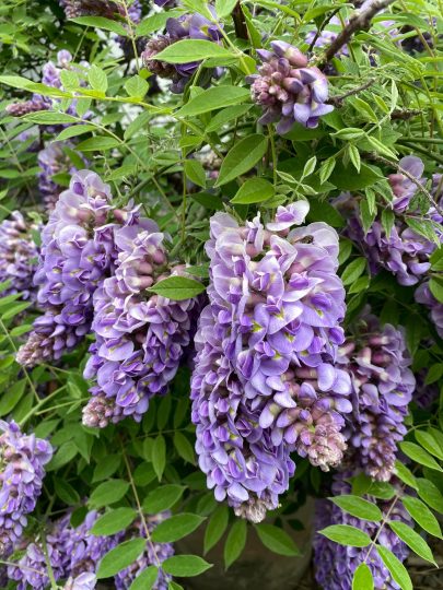 这是可以多次开花的紫水晶紫藤-喜悦农夫