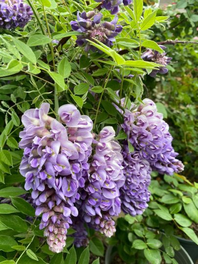 这是可以多次开花的紫水晶紫藤-喜悦农夫