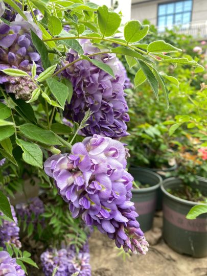 这是可以多次开花的紫水晶紫藤-喜悦农夫