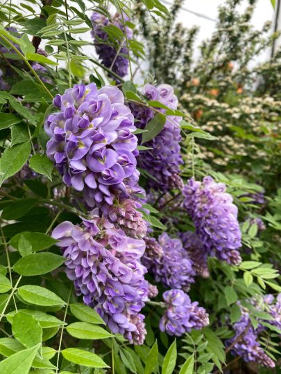 这是可以多次开花的紫水晶紫藤-喜悦农夫