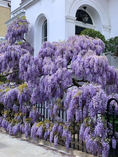 从网上下载的紫藤网图分享给网友们-喜悦农夫