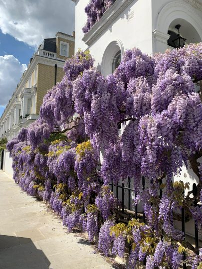 从网上下载的紫藤网图分享给网友们-喜悦农夫