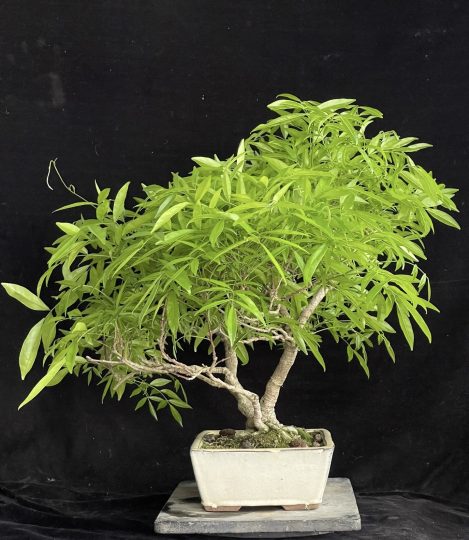 这个是紫藤吗？什么品种？开什么花？-喜悦农夫