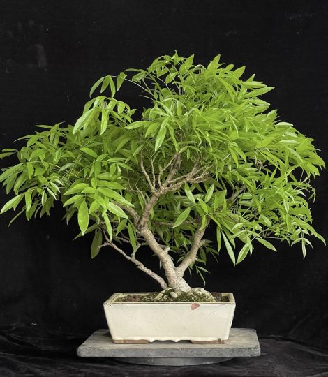 这个是紫藤吗？什么品种？开什么花？-喜悦农夫