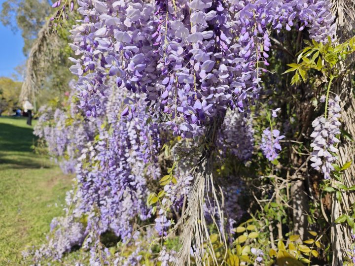 请问紫藤只能爬藤吗？能种在盆里吗？-喜悦农夫