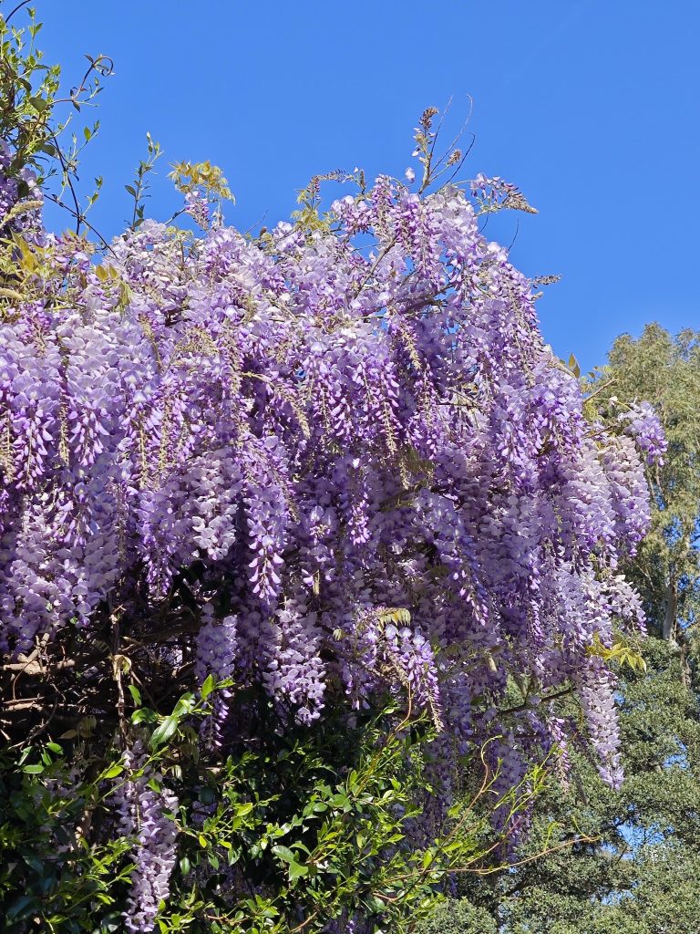 20251013082051404-image_Paramatta的紫藤花终于遇..._2