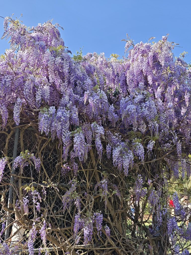 20251013082051968-image_Paramatta的紫藤花终于遇..._7