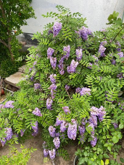 又来问了，这是紫藤花吗？-喜悦农夫