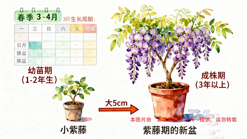 盆栽紫藤如何判断是否需要换盆？多久换盆？-喜悦农夫