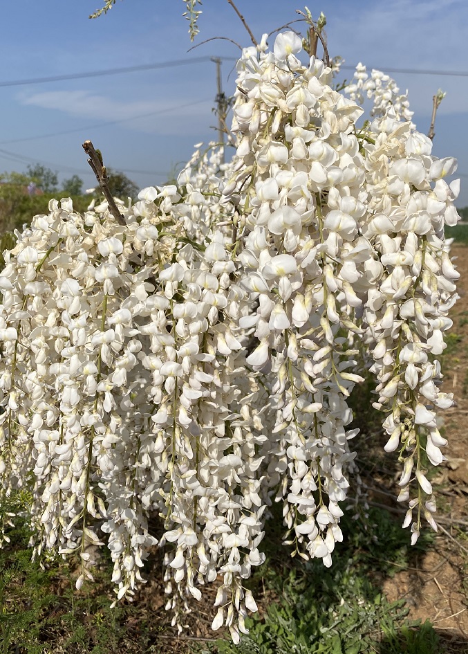 图片[2]-紫藤品种记录(持续更新)-喜悦农夫