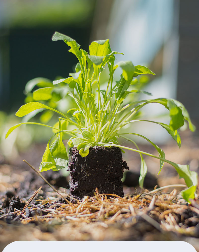 图片[6]-家庭园艺复合肥料花卉果树绿植阳台盆栽小菜园地栽营养肥料-喜悦农夫