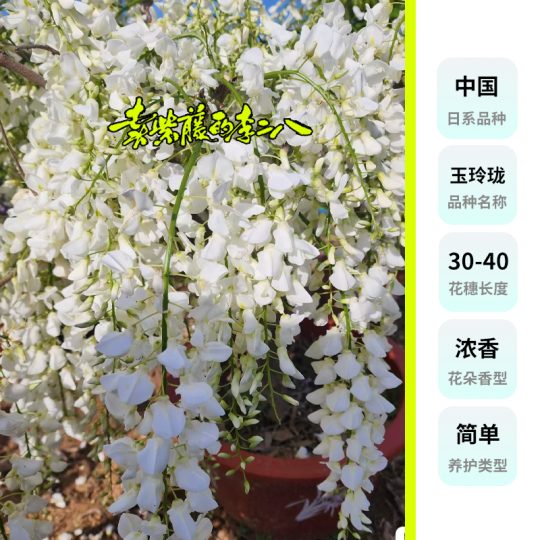 白色丰花浓香型紫藤“玉玲珑”盆栽盆景、地栽爬藤观花植物-喜悦农夫
