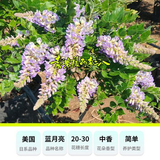 多季节开花紫藤“蓝月亮”盆栽盆景、地栽爬藤观花植物-喜悦农夫