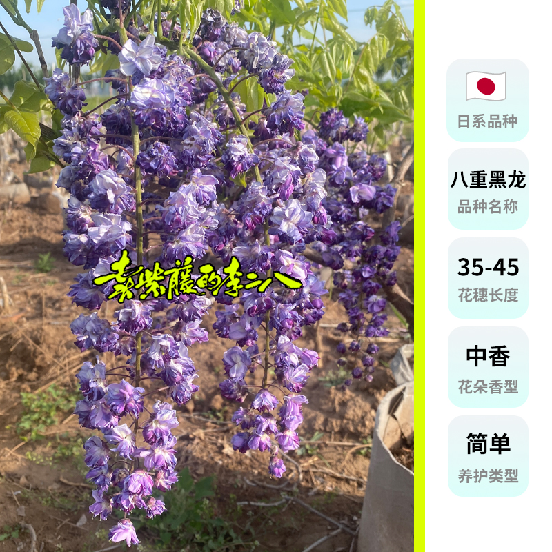 紫藤花交流