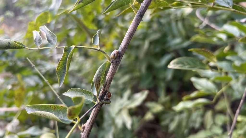 20251026155322714-微信图片_20251026155204_221_3