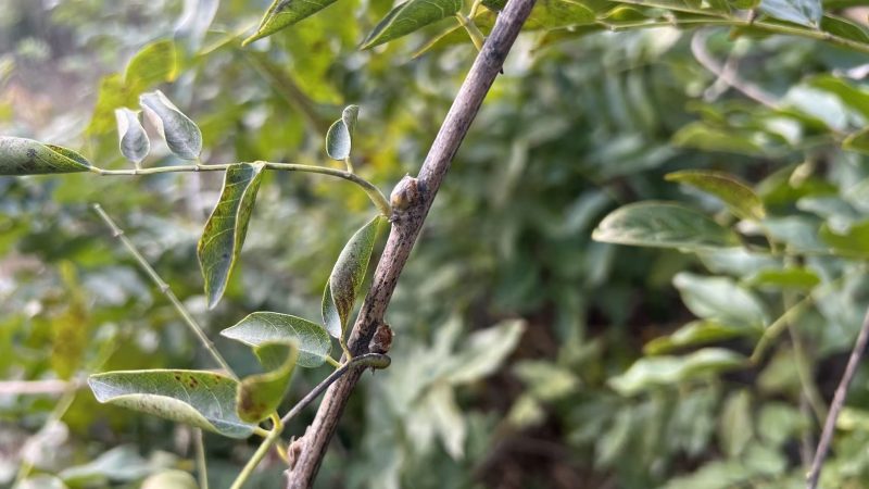 如何判断紫藤的花芽是否饱满?-喜悦农夫
