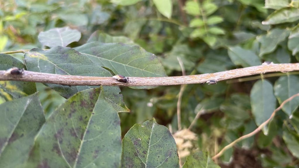 20251026155322990-微信图片_20251026155202_220_3