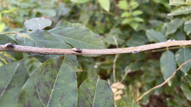 如何判断紫藤的花芽是否饱满?-喜悦农夫