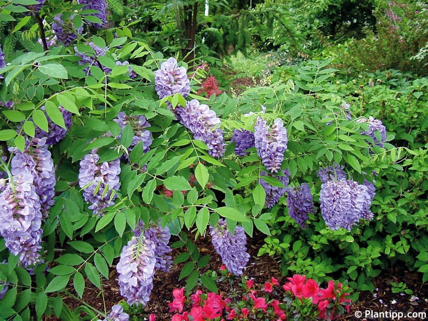 图片[11]-紫藤品种记录(持续更新)-喜悦农夫