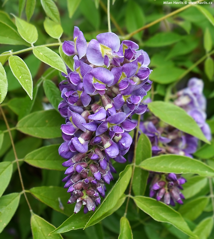 图片[13]-紫藤品种记录(持续更新)-喜悦农夫