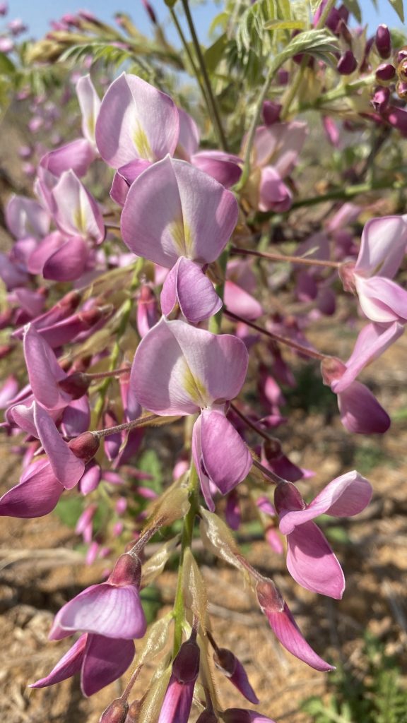 图片[4]-紫藤品种记录(持续更新)-喜悦农夫