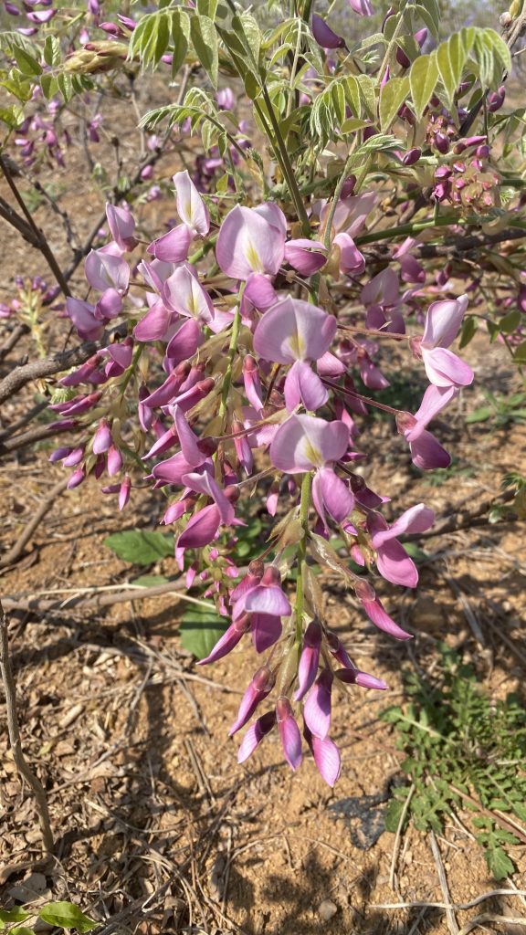 图片[3]-紫藤品种记录(持续更新)-喜悦农夫