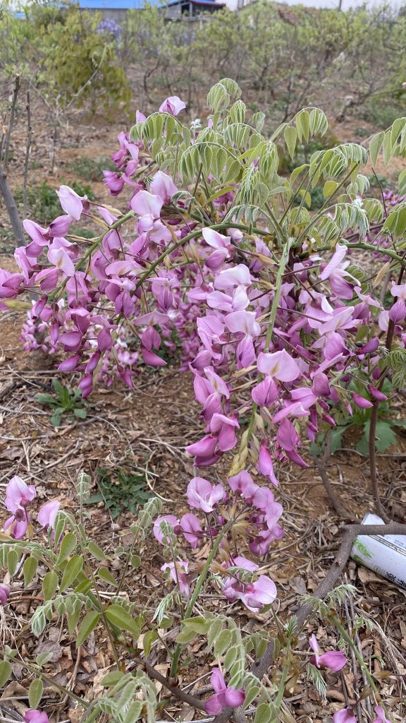 图片[5]-紫藤品种记录(持续更新)-喜悦农夫