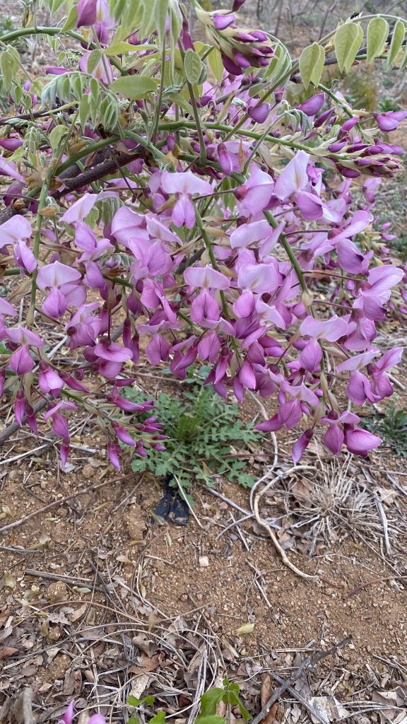 图片[7]-紫藤品种记录(持续更新)-喜悦农夫